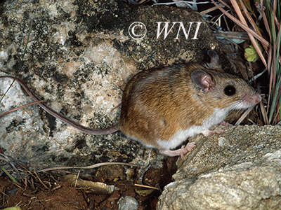 Peromyscus leucopus, White-footed Mouse